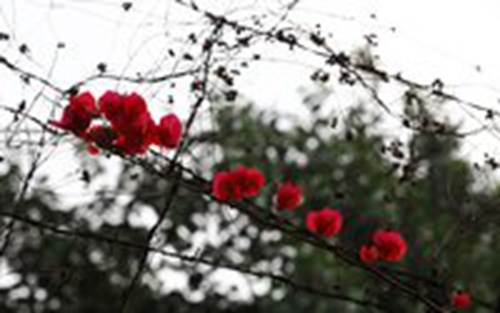 魏姓宝宝起名大全免费取名（魏姓孩子取名100分（虎年））